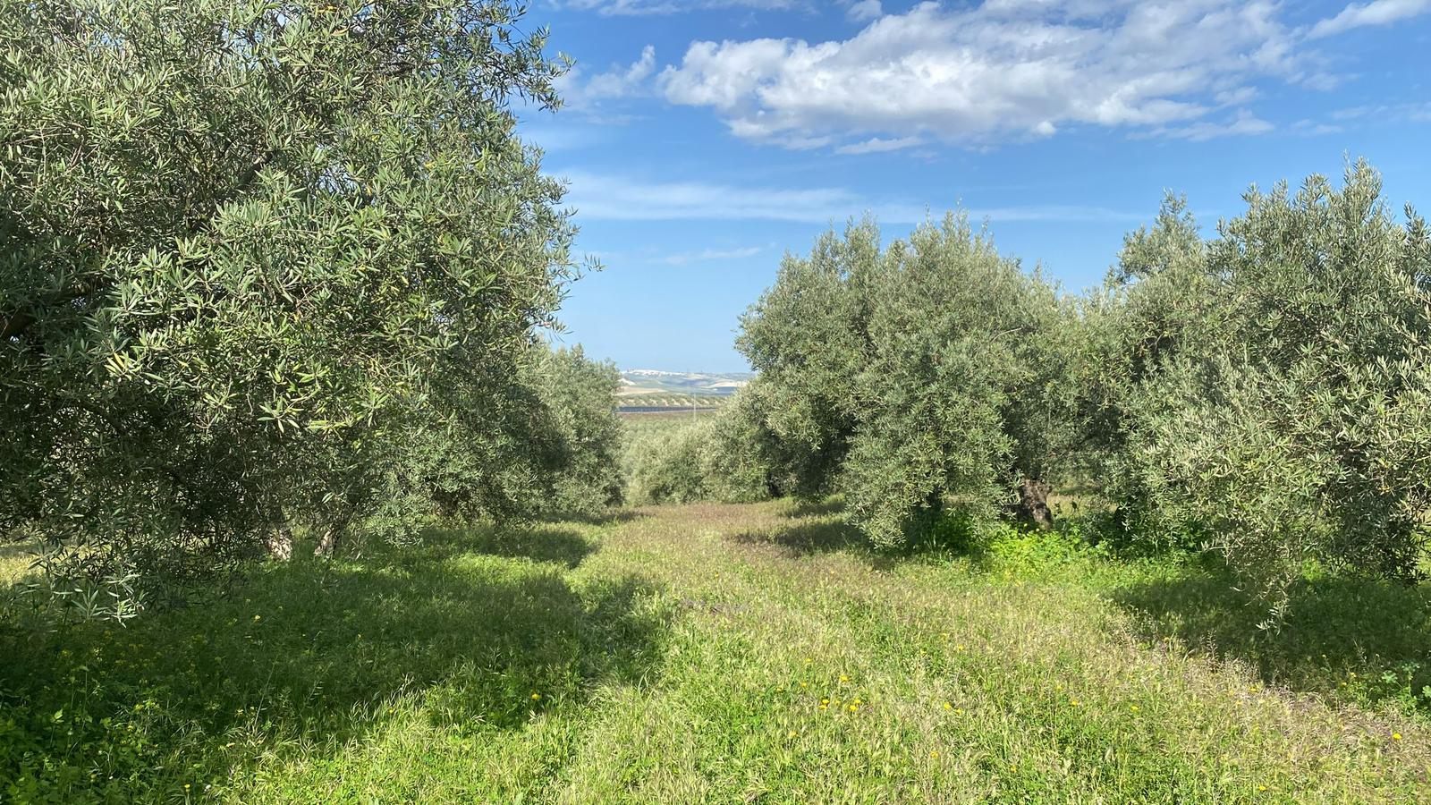 Andalusischer Olivenhain bei Espejo